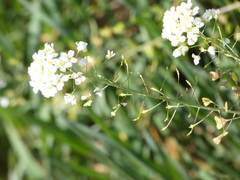 Capsella grandiflora