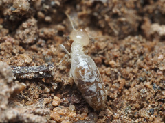 Termitinae