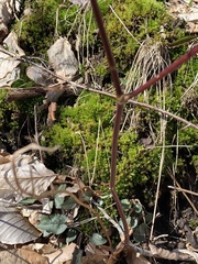 Tortella humilis