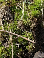 Tortella humilis