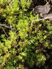 Tortella humilis