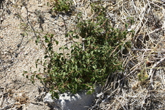Acalypha californica