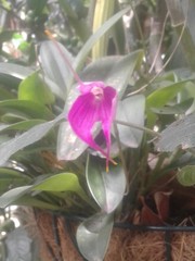 Masdevallia