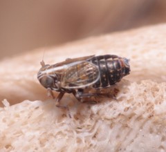 Ribautodelphax