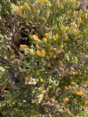 Tetraena fontanesii image