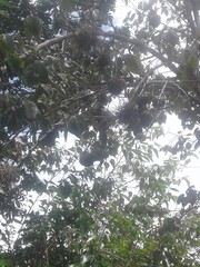 Annona longiflora
