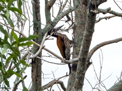 Chrysocolaptes guttacristatus