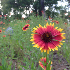Gaillardia × grandiflora