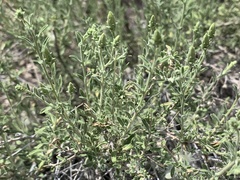 Brickellia frutescens