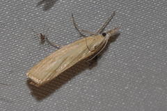 Agriphila brioniellus