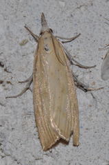 Agriphila brioniellus