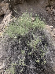 Brickellia frutescens
