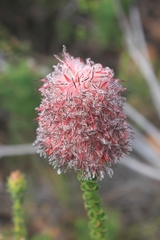 Paranomus longicaulis