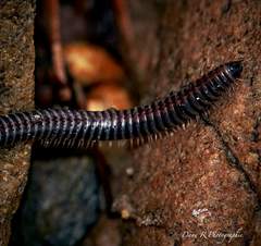 Ommatoiulus sabulosus aimatopodus