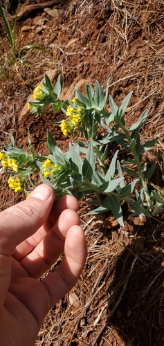 Image of Lithospermum californicum by (c) Asher Budnik, some rights reserved (CC BY)