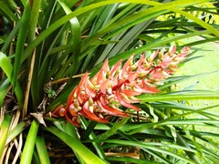 Aechmea vallerandii