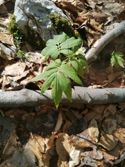 Cardamine kitaibelii