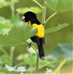 Euplectes capensis crassirostris