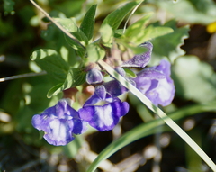 Scutellaria brittonii