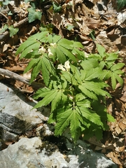 Cardamine kitaibelii