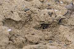 Colletes cunicularius