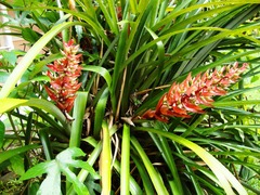 Aechmea vallerandii