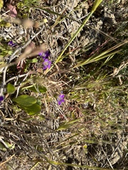 Campanula drabifolia