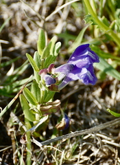 Scutellaria brittonii