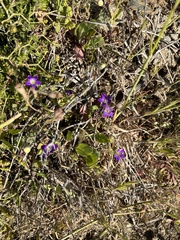 Campanula drabifolia