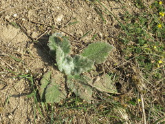 Salvia aethiopis