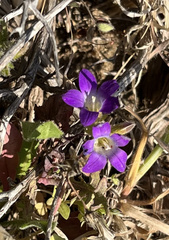 Campanula drabifolia