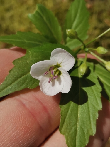 Image of Cardamine waldsteinii by (c) Ljaž, some rights reserved (CC BY)