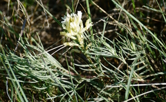 Astragalus pectinatus