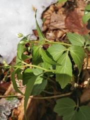 Cardamine waldsteinii