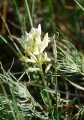 Astragalus pectinatus