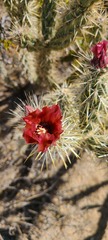 Cylindropuntia sanfelipensis
