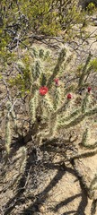 Cylindropuntia sanfelipensis