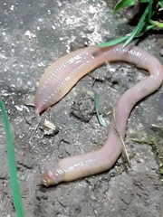 Lumbricus terrestris
