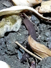 Lumbricus terrestris