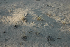 Carex sabulosa