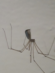 Pholcus phalangioides