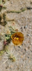 Cylindropuntia sanfelipensis
