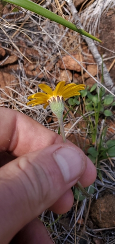 Image of Packera hesperia by (c) Asher Budnik, some rights reserved (CC BY)