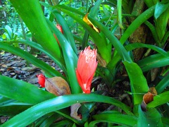Billbergia pyramidalis