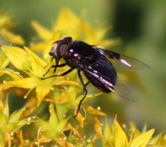 Copestylum violaceum