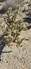 Cylindropuntia sanfelipensis