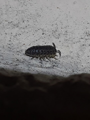Armadillidium versicolor