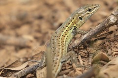 Psammodromus hispanicus
