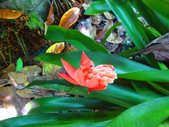 Billbergia pyramidalis