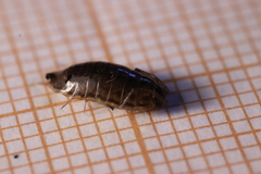 Chaetophiloscia elongata